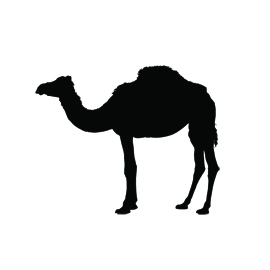 Dromedary Camel Silhouette Stencil