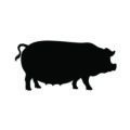Fat Pig Silhouette Stencil