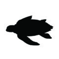 Sea Turtle Silhouette Stencil