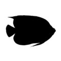 Angel Fish Silhouette Stencil