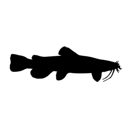 Catfish Silhouette Stencil